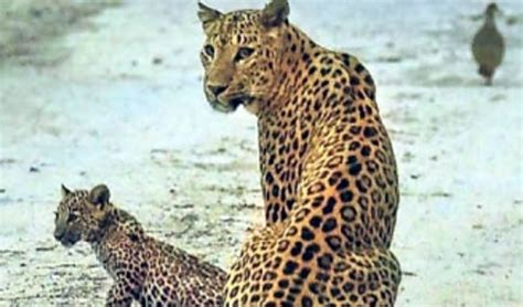 Amagarh Leopard Safari: All you need to know .